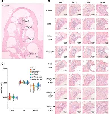 Polydatin activates the Nrf2/HO-1 signaling pathway to protect cisplatin-induced hearing loss in guinea pigs